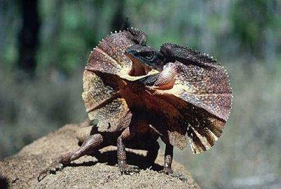 Frilled lizard