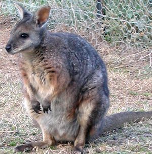 Wallaby