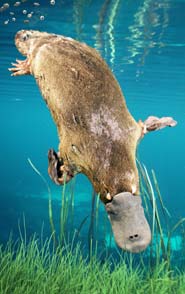 Duck billed platypus