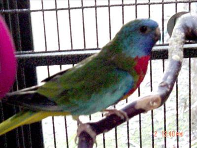 Parakeet
