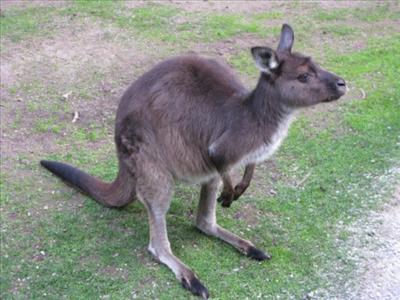 Red kangaroo