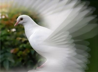 peace