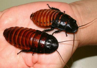 Kecoa Madagaskar