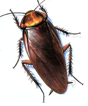 Kecoa