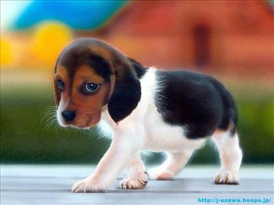 puppy