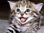 KEDİ