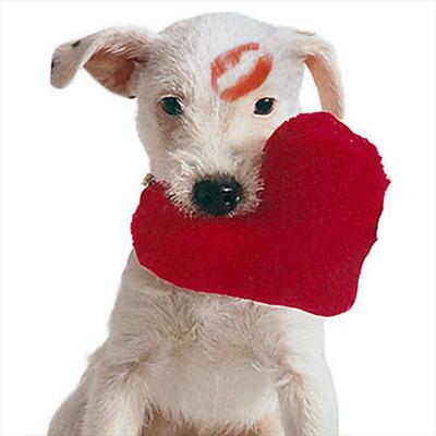 pet