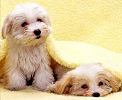 Köpek