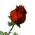 Loveur/Gentleman