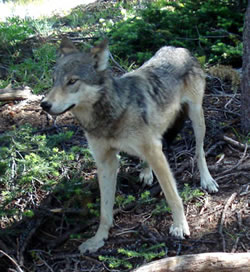 Yearling Wolf