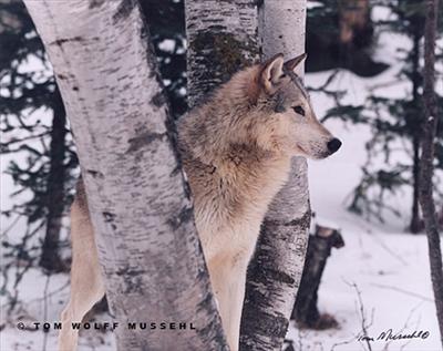 Adult Wolf