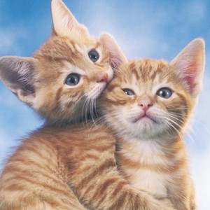 soft kitties