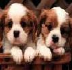 Cute Puppies!
