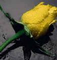 Yellow Rose2