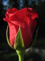 Red Rose