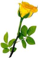 Friendship ROSE