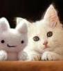 Cute Kitten