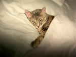 PET