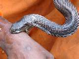 SNAKES