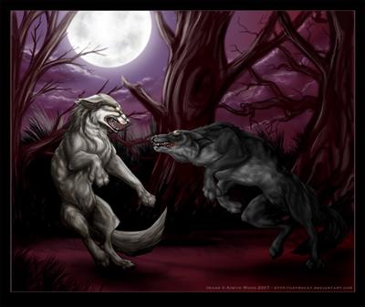 wolf fight 