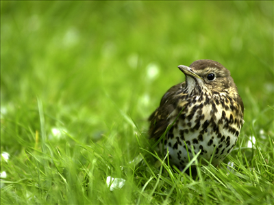 sweet bird