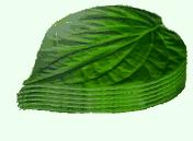 බුලත්