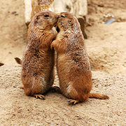 Top Kisser 