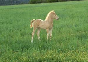Pony