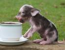 Pig