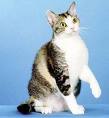 American Wirehair