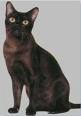 Burmese