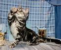 American Shorthair