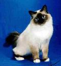 Birman