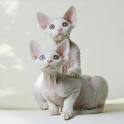 Devon Rex