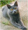 Chartreux
