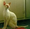 Cornish Rex