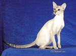 Colorpoint Shorthair
