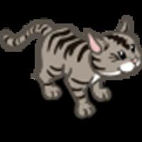 Grey Tabby