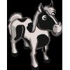 Pinto Horse