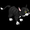 Black Kitty
