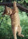 gatto accrobata