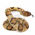 serpente