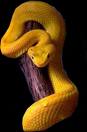 serpente giallo