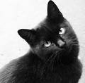 gatto