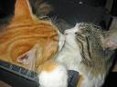 besito de gato