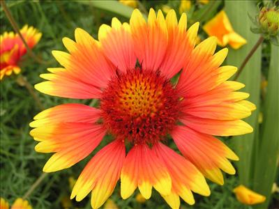 Wonderful flower