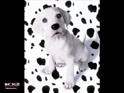 Doggy