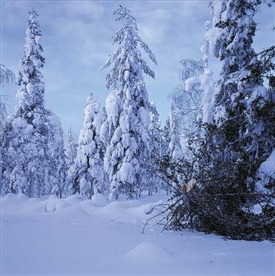 Vinter