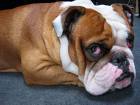sei un bulldog
