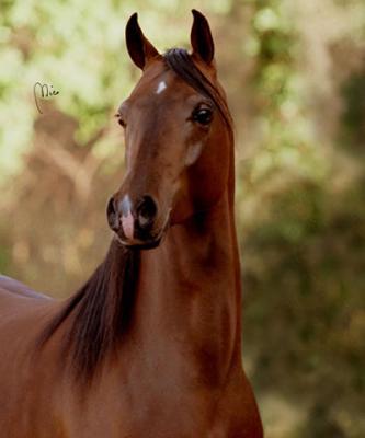 Scuderie cavalli Arabi
